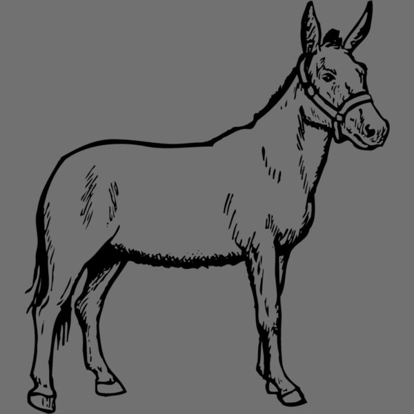 BURRO002 Thumbnail