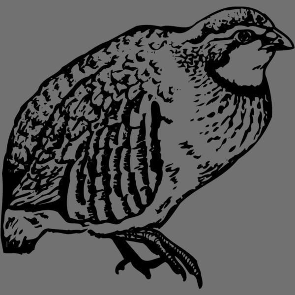 BIRD074 Thumbnail