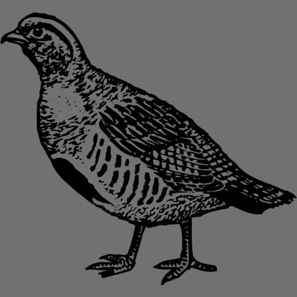 BIRD075 Thumbnail