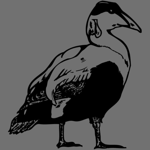 BIRD104 Thumbnail