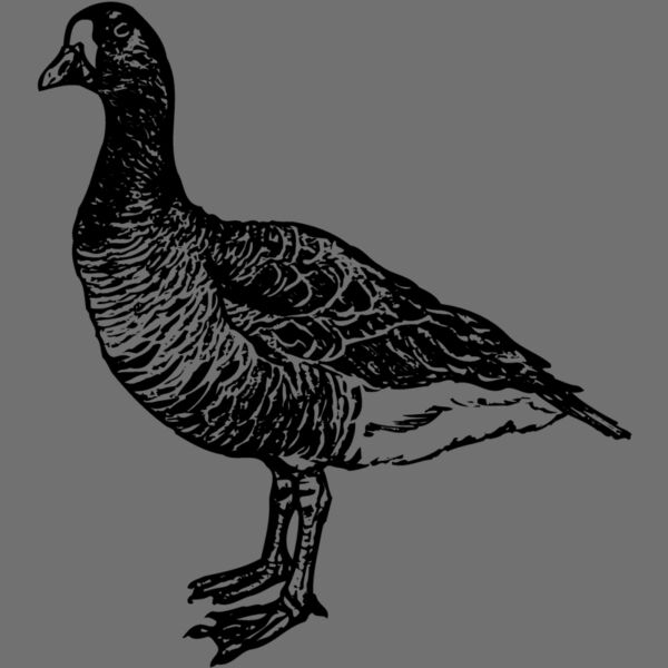 BIRD105 Thumbnail