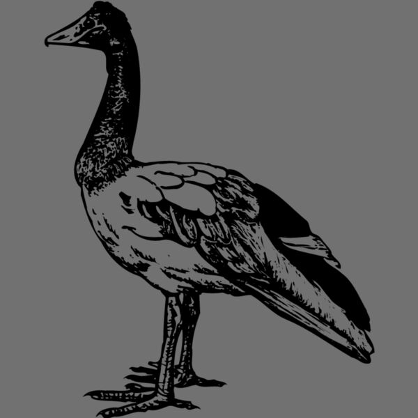 BIRD106 Thumbnail