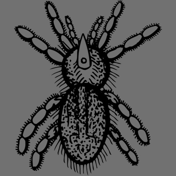 SPIDER05 Thumbnail